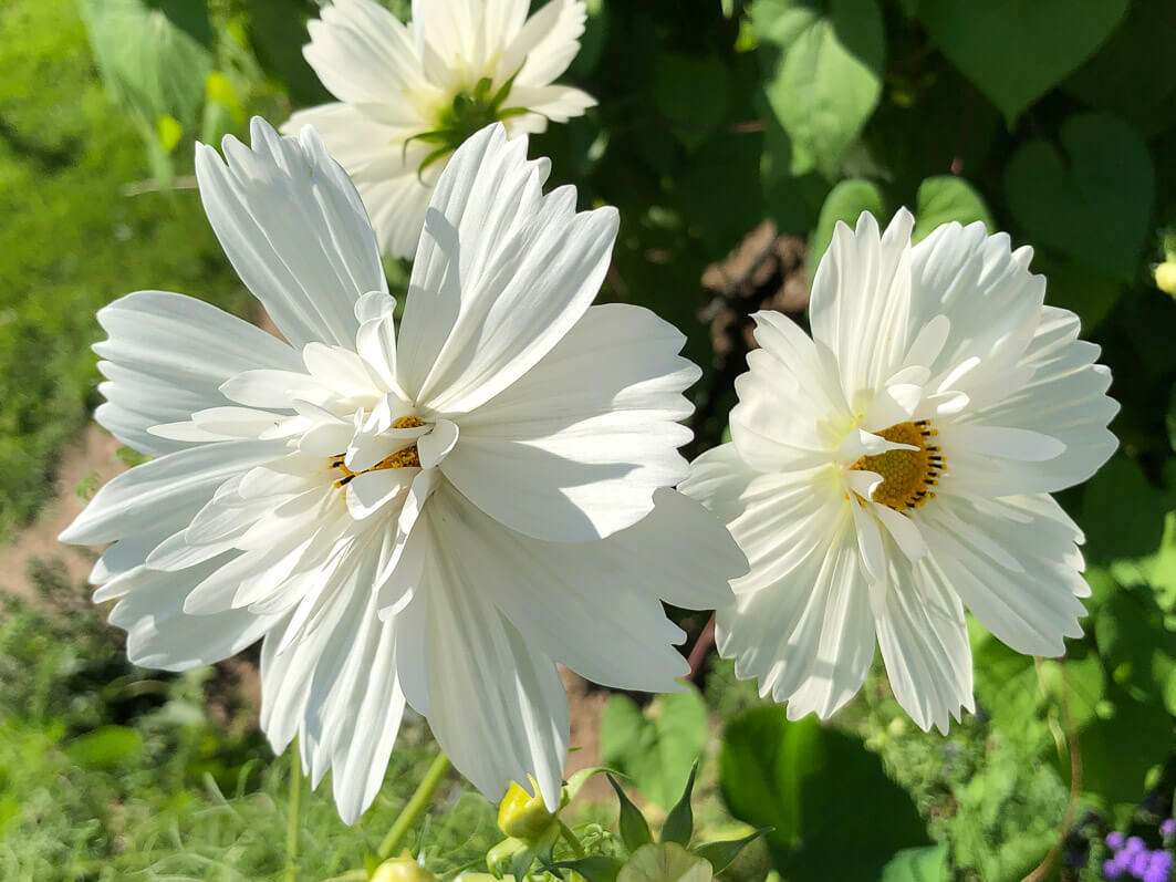 Lire la suite à propos de l’article Cosmos ‘Fizzy White’