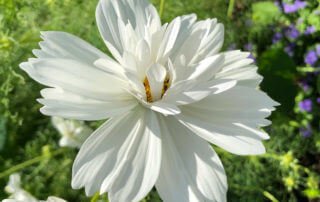 Cosmos bipinnatus 'Fizzy White' en été dans le Jardin des plantes, Paris 5e (75)