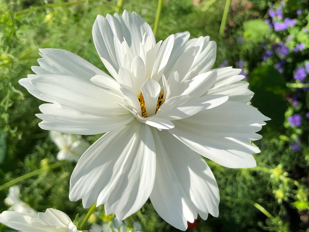 Cosmos bipinnatus 'Fizzy White' en été dans le Jardin des plantes, Paris 5e (75)