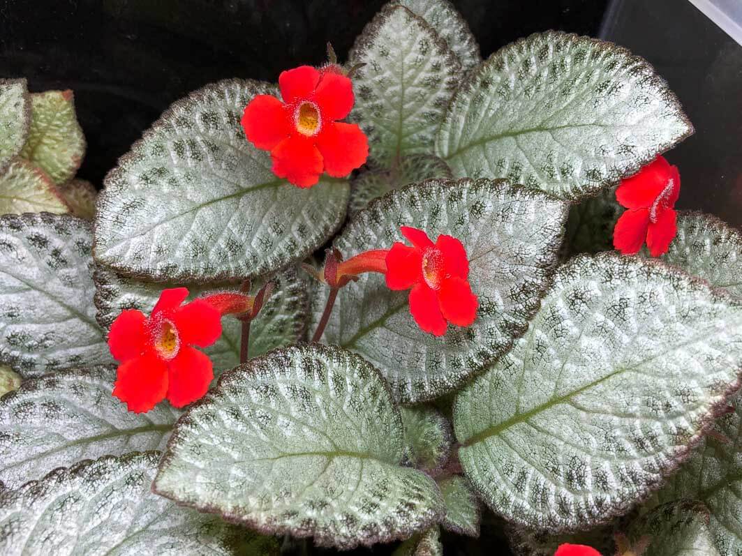 Lire la suite à propos de l’article Généreuse floraison de mon Episcia ‘Silver Skies’ en terrarium