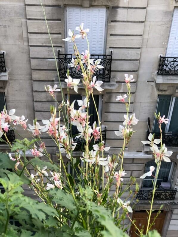 Lire la suite à propos de l’article Gaura au balcon et sur rue