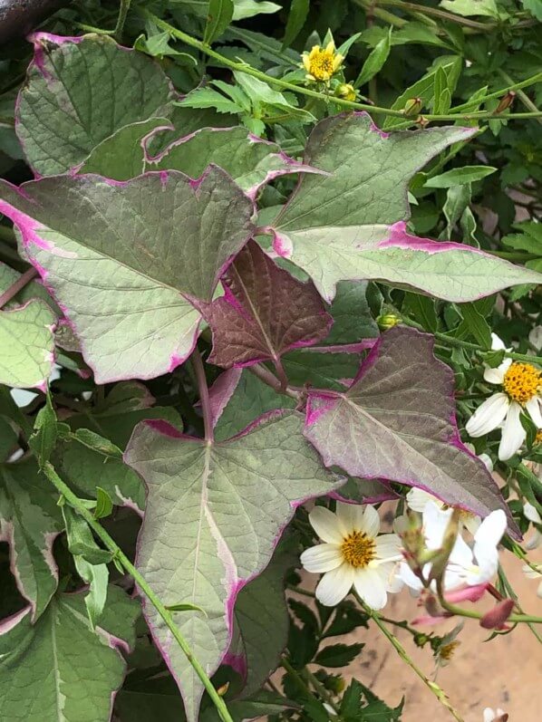 Patate douce, Ipomoea battais 'Tricolor', Annecy (74)