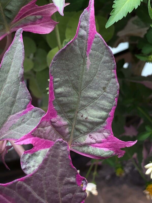 Patate douce, Ipomoea battais 'Tricolor', Annecy (74), 29 juillet 2019, photo Alain Delavie