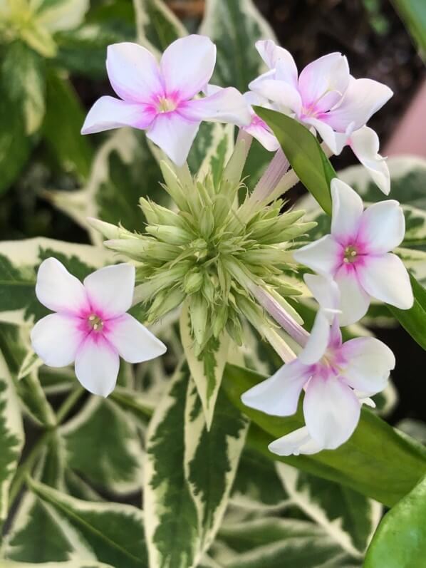 Lire la suite à propos de l’article Test canicule réussi pour mon Phlox paniculata ‘Crème de menthe’