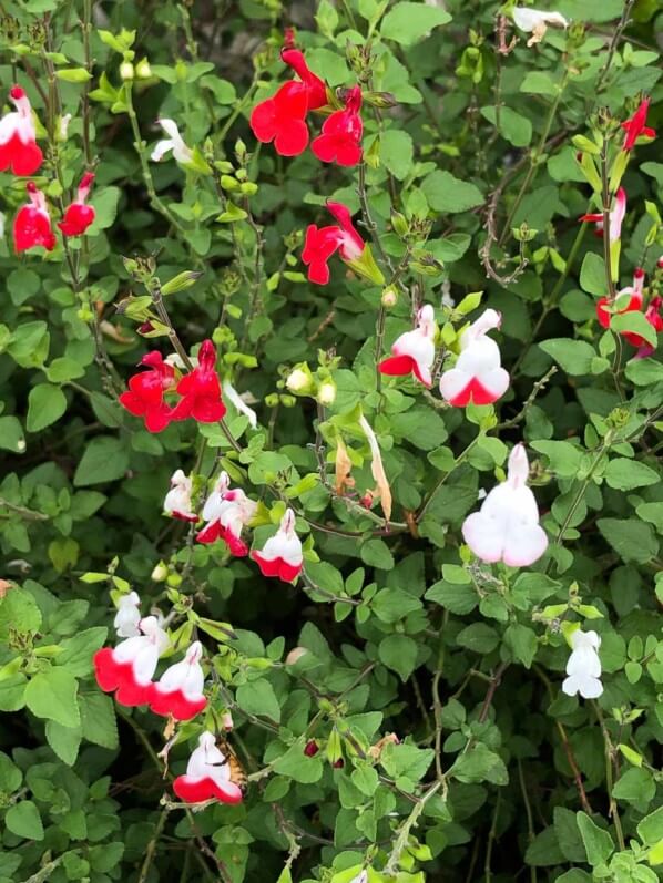 Sauge arbustive (Salvia microphylla 'Hot Lips') en été dans Giverny (27)
