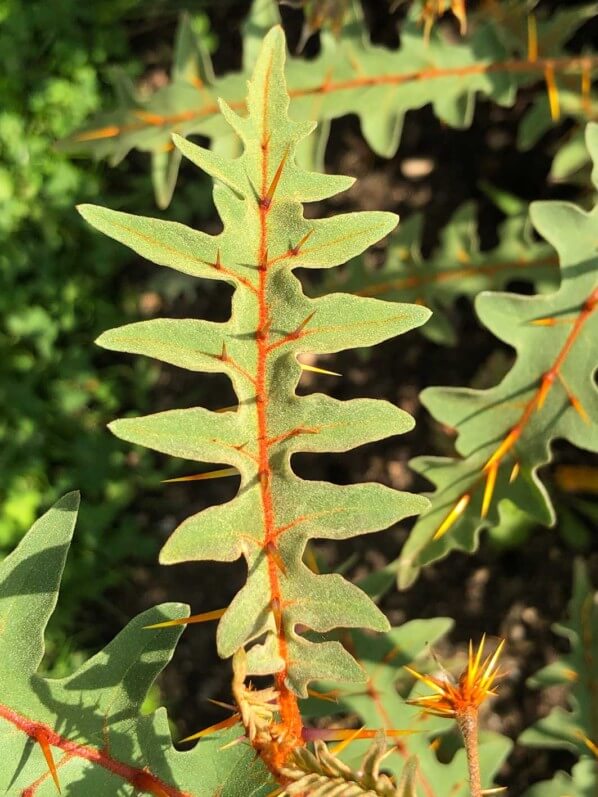 Solanum pyracanthum 'Lucifer', Solanacées, École du Breuil, Paris 12e (75)