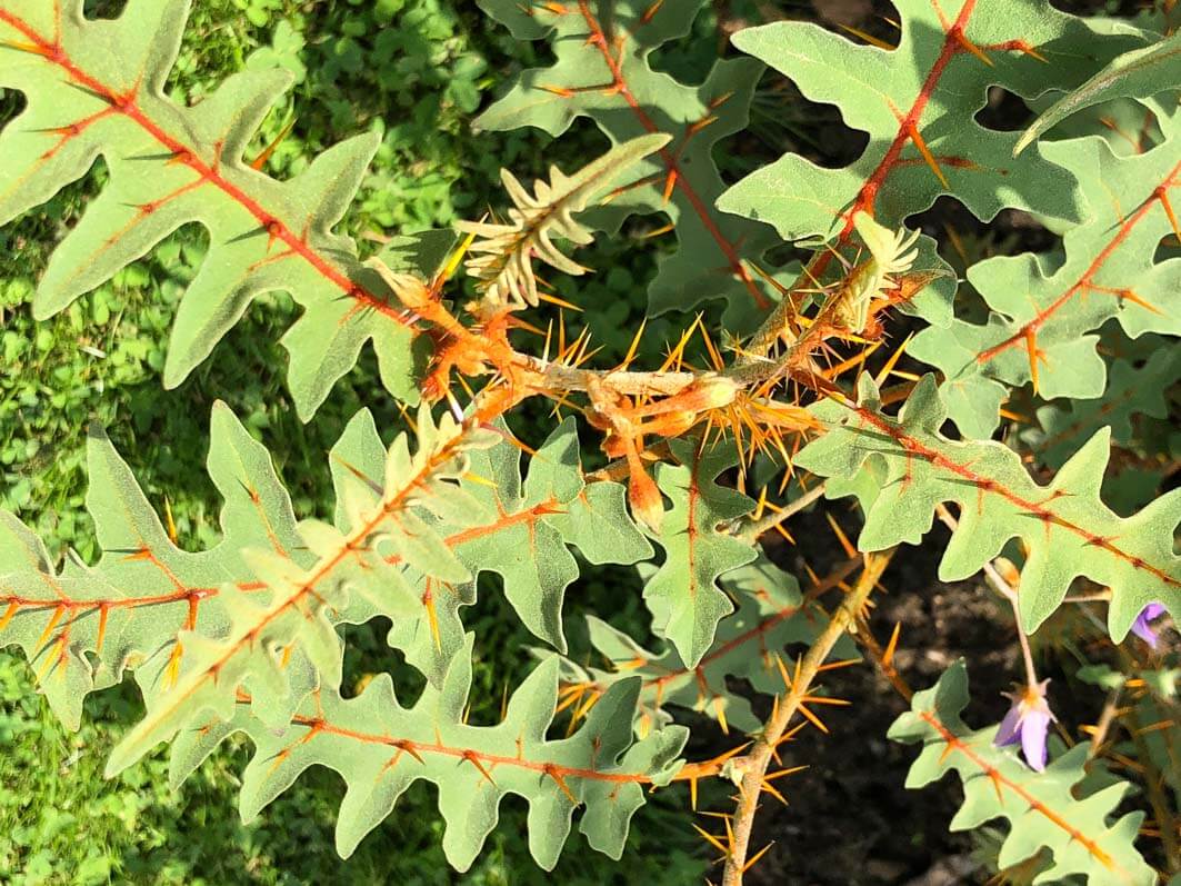 Lire la suite à propos de l’article Solanum pyracanthum ‘Lucifer’