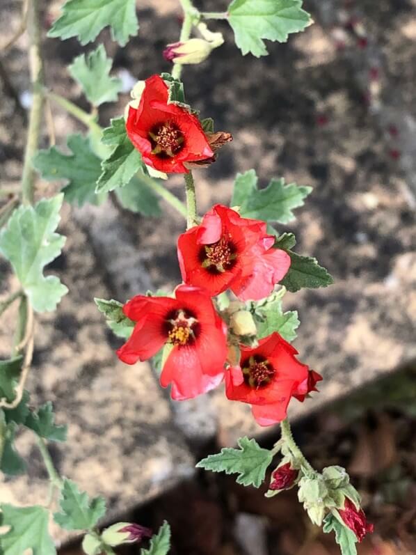 Lire la suite à propos de l’article Sphaeralcea ‘Newleaze Coral’ et ‘Childerley’