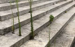 Plante sauvage, adventice, mauvaise herbe poussant entre les marches d'un escalier, Paris (75)