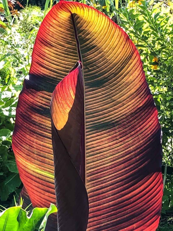 Lire la suite à propos de l’article Quand le soleil joue avec les feuilles du bananier rouge