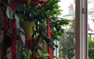 Cactus de Noël, plante d'intérieur, Paris 19e (75)