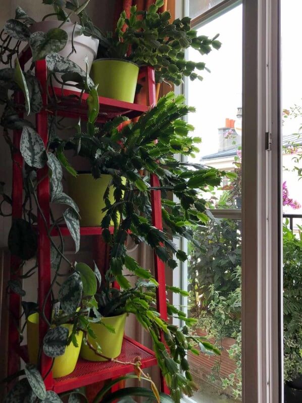 Lire la suite à propos de l’article Mon étagère pour cactus de Noël