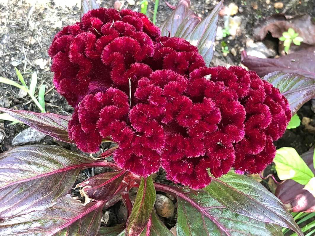 Lire la suite à propos de l’article Dracula dans votre jardin
