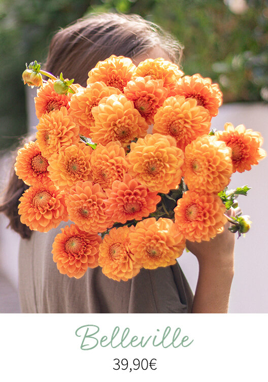 Bouquet de dahlias Belleville, Bergamotte