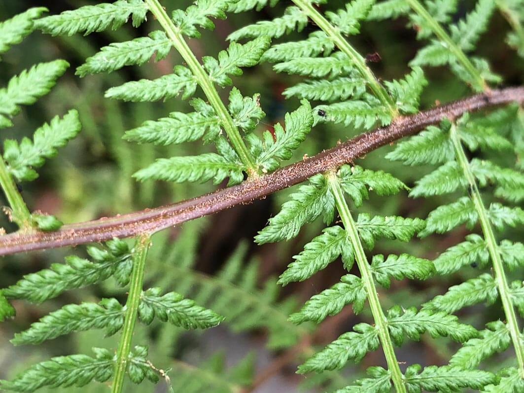 Lire la suite à propos de l’article Athyrium filix-femina ‘Lady in Red’ sans tige rouge