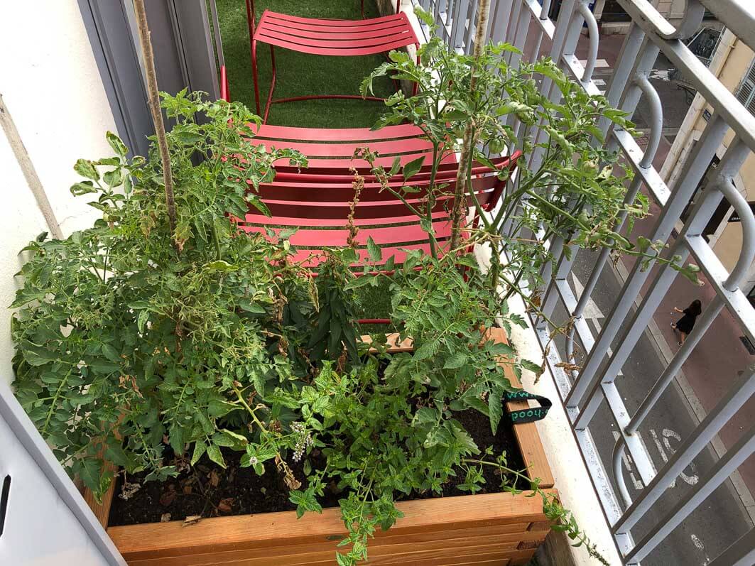 Jardinière de tomates, hôtel Mercure, Annecy (74)