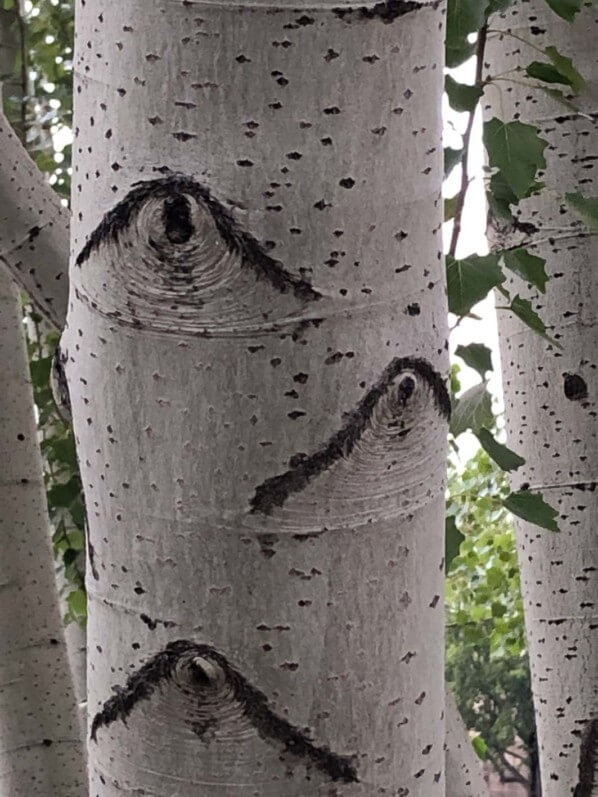 Lire la suite à propos de l’article Quand un arbre vous a à l’oeil
