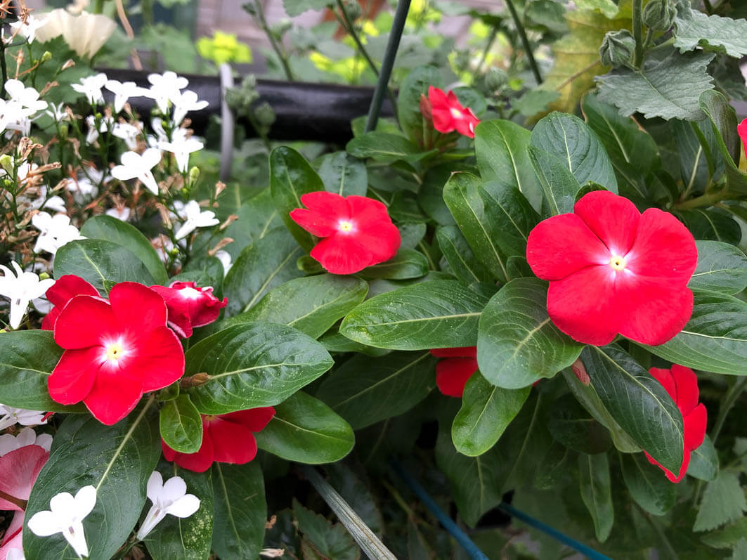 Lire la suite à propos de l’article De plus en plus de fleurs sur ma pervenche de Madagascar