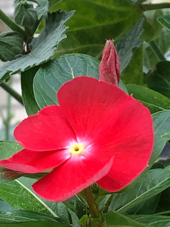 Pervenche de Madagascar sur mon balcon parisien en été, Paris 19e (75)