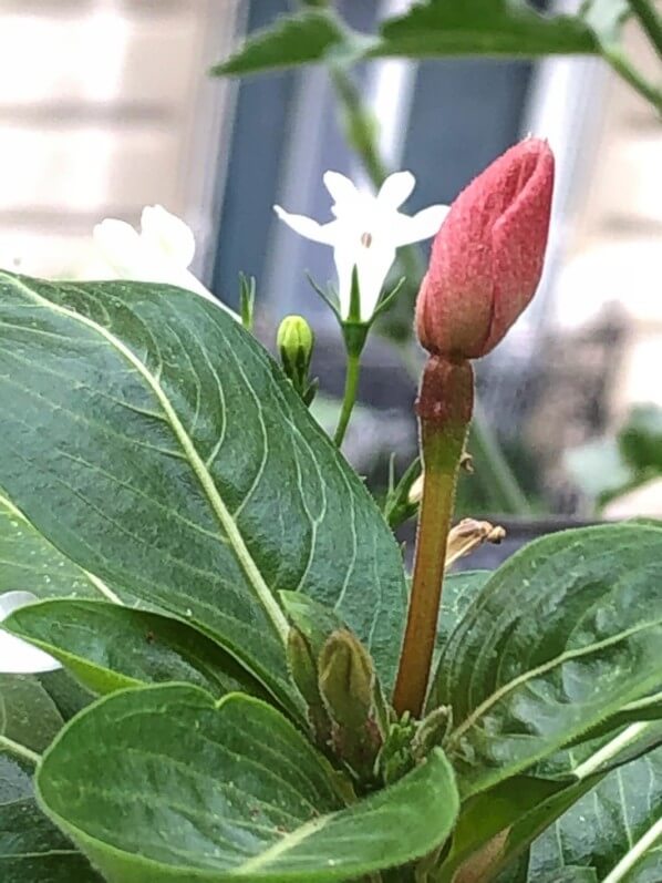 Pervenche de Madagascar sur mon balcon parisien en été, Paris 19e (75)