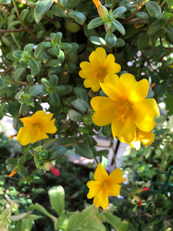 Potée de pourpier à fleurs simples sur mon balcon parisien en été, Paris 19e (75)