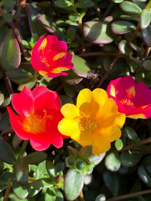 Potée de pourpier à fleurs simples sur mon balcon parisien en été, Paris 19e (75)