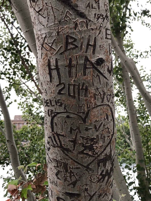 Inscriptions sur l'écorce et le tronc d'un arbre en bord de Seine, Paris (75)
