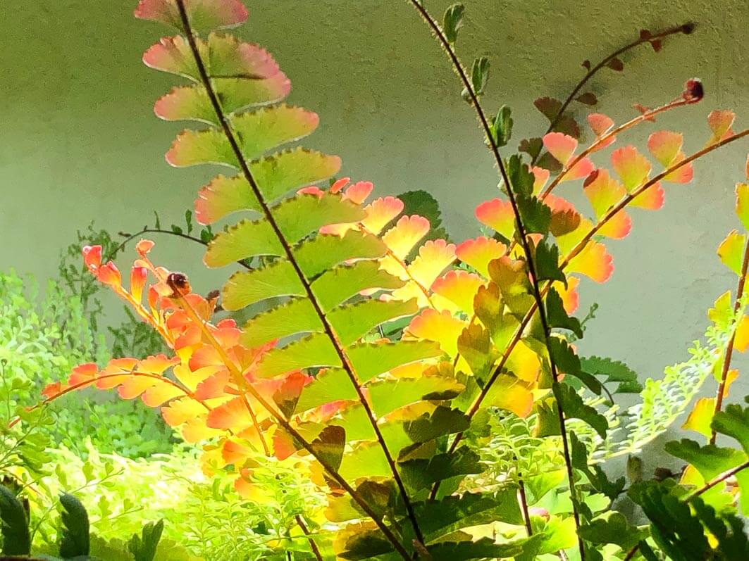 Lire la suite à propos de l’article Nouvelles frondes d’Adiantum caudatum d’un beau rouge cuivré