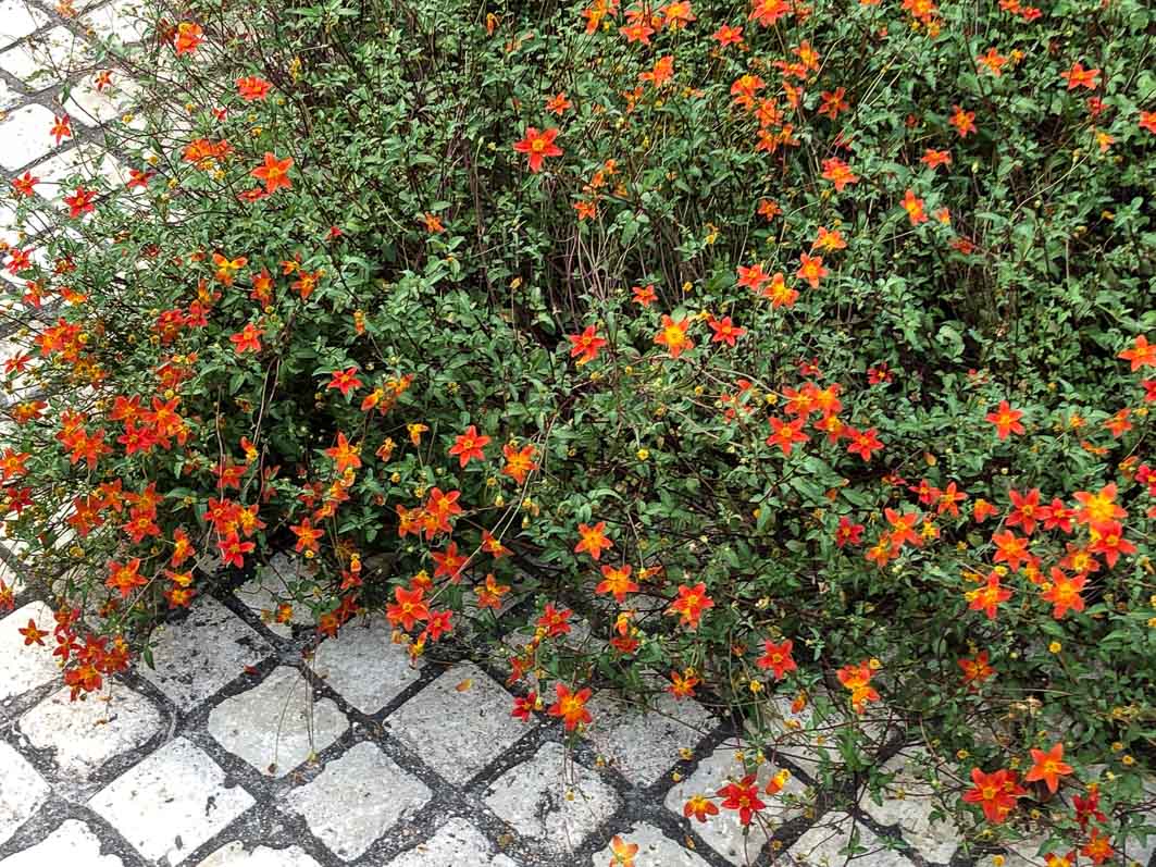 Lire la suite à propos de l’article Le bidens en tapis fleuri