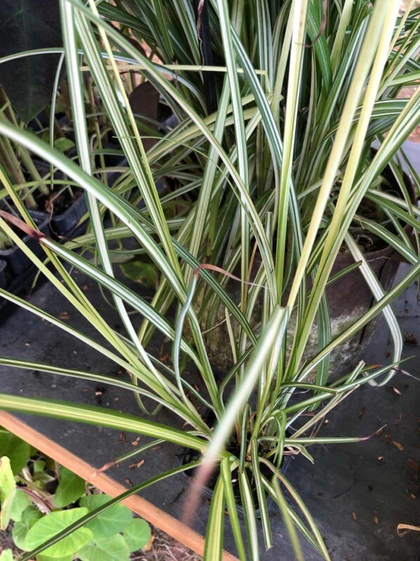 Chlorophytum saundersiae 'Starlight', Leader Plant, La Folie des Plantes, parc du Grand Blottereau, Nantes (49)