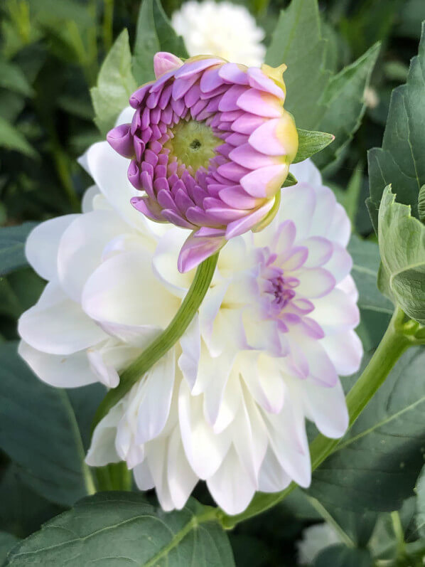 Dahlia 'Perle de Venise', Jardin des plantes, Orléans (45)