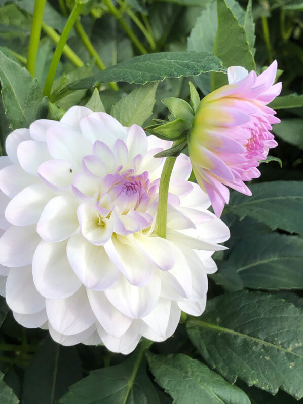 Dahlia 'Perle de Venise', Jardin des plantes, Orléans (45)