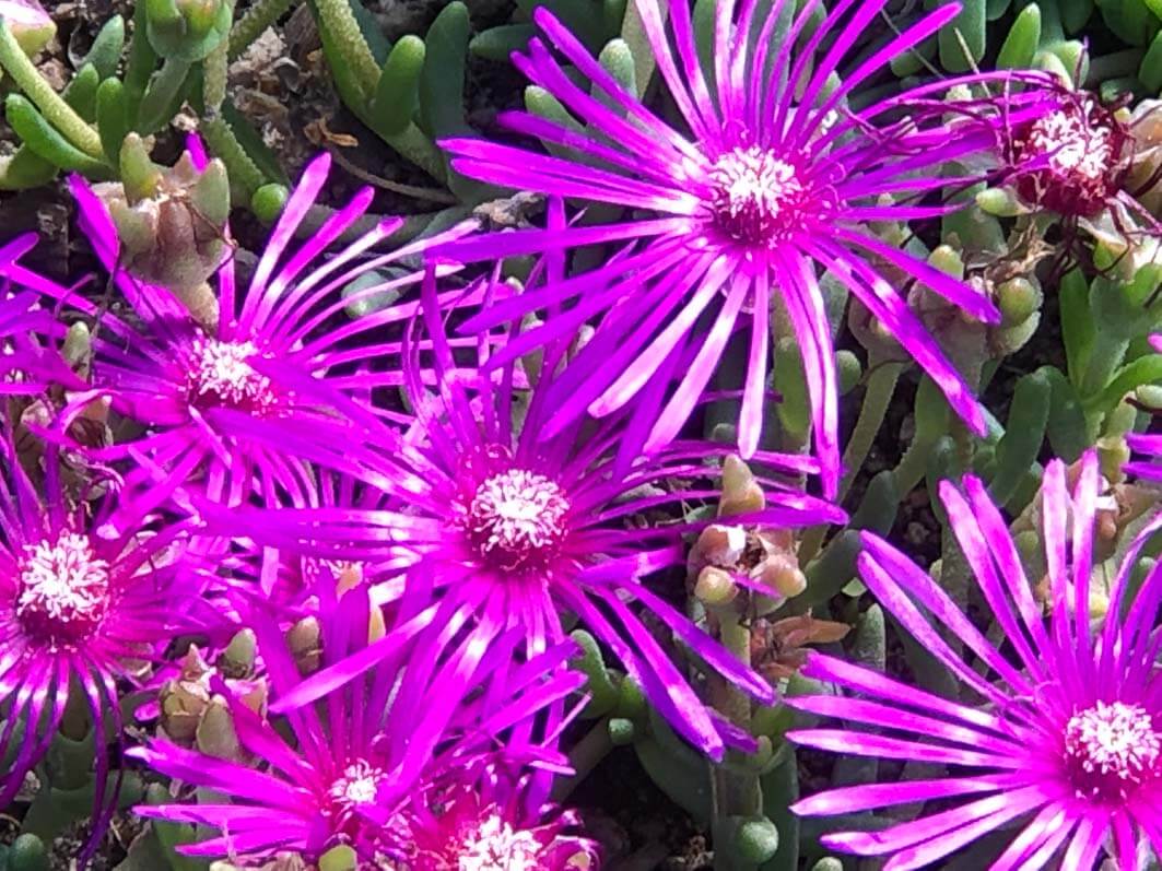 Lire la suite à propos de l’article Fin d’été rayonnante pour le pourpier de Cooper (Delosperma cooperi)