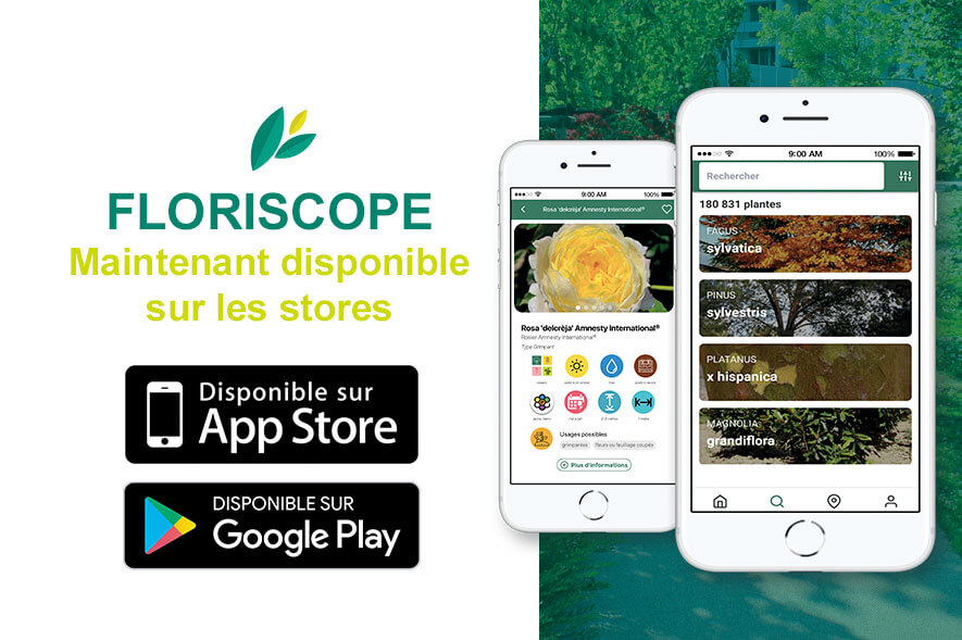 Lire la suite à propos de l’article Floriscope désormais disponible sur les stores