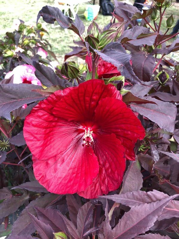 Lire la suite à propos de l’article Hibiscus Carrousel ‘Géant Red’