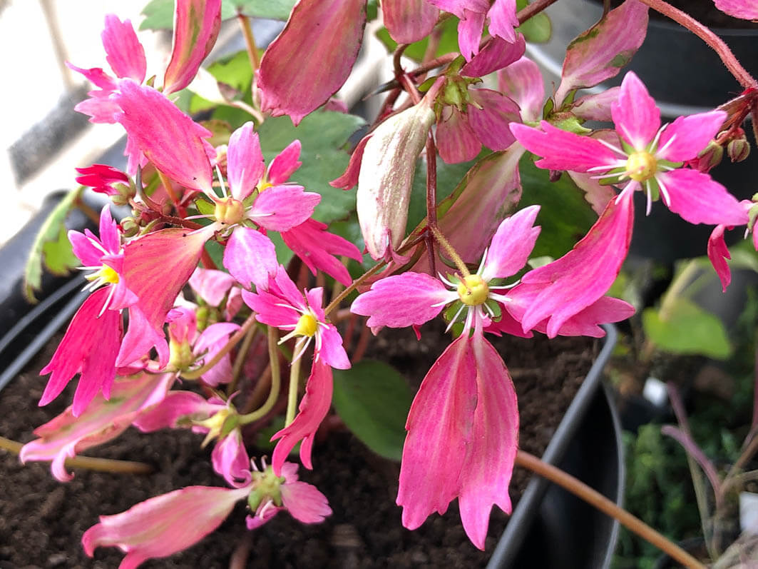 Lire la suite à propos de l’article Saxifraga fortunei ‘Hélène’ (Pépinière Sous un arbre perché)