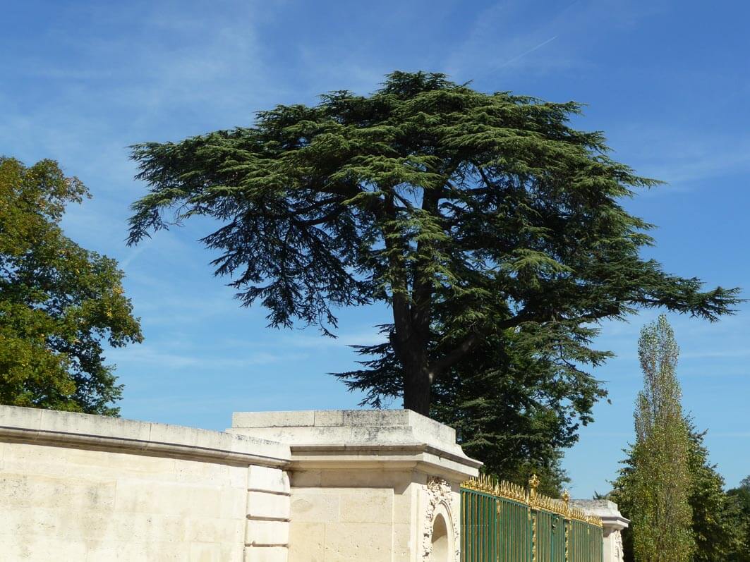 Lire la suite à propos de l’article “Arbres admirables”, un  nouveau parcours de visite à Versailles