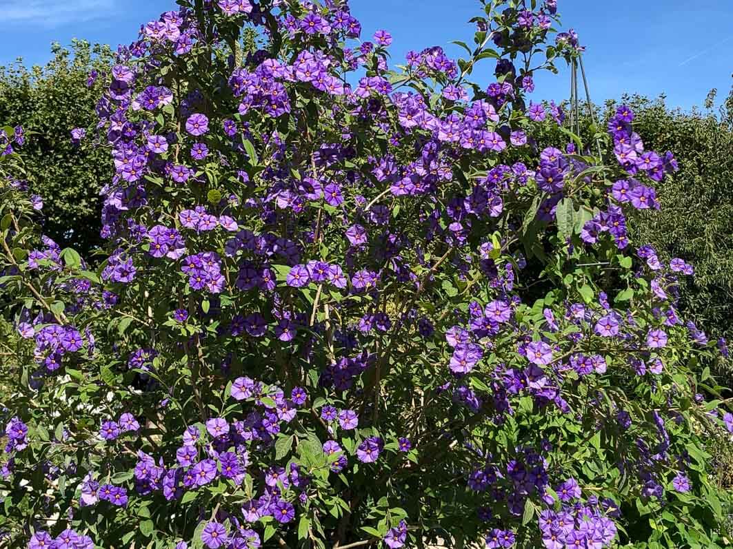 Lire la suite à propos de l’article Profusion de fleurs sur les arbres à gentiane (Solanum rantonetti)
