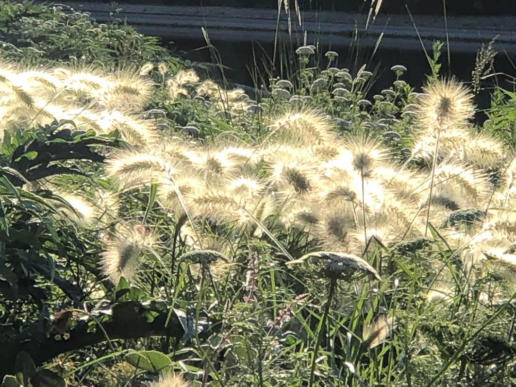 Lire la suite à propos de l’article Quand le soleil joue dans les épis des herbes aux écouvillons