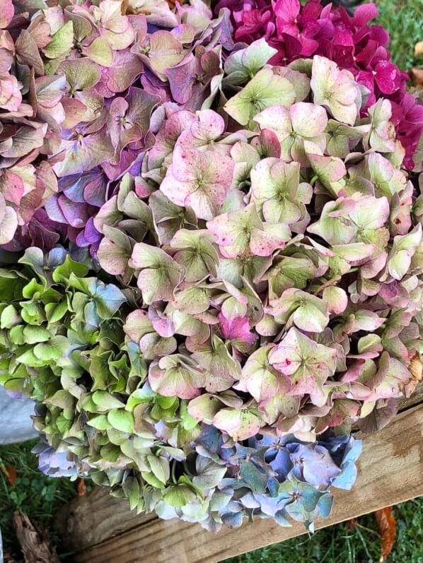 Lire la suite à propos de l’article Bouquets d’hortensia hauts en couleurs