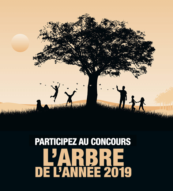 Lire la suite à propos de l’article Ouverture des votes pour le Concours Arbre de l’année 2019