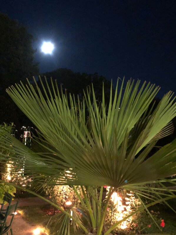 Lire la suite à propos de l’article Palmier sous la pleine lune