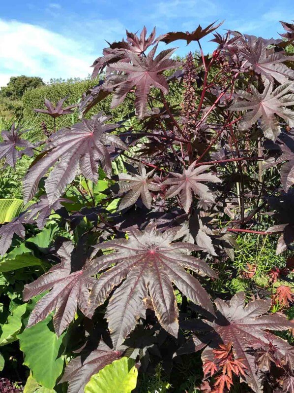 Lire la suite à propos de l’article Ricin pourpre noir au Jardin des Plantes de Paris