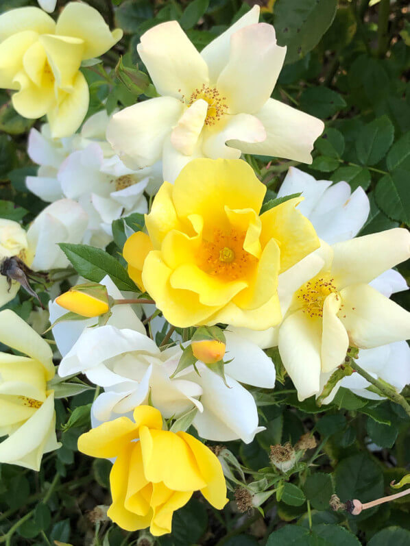 Lire la suite à propos de l’article Rosier ‘Pretty Star’ croulant sous les roses en fin d’été