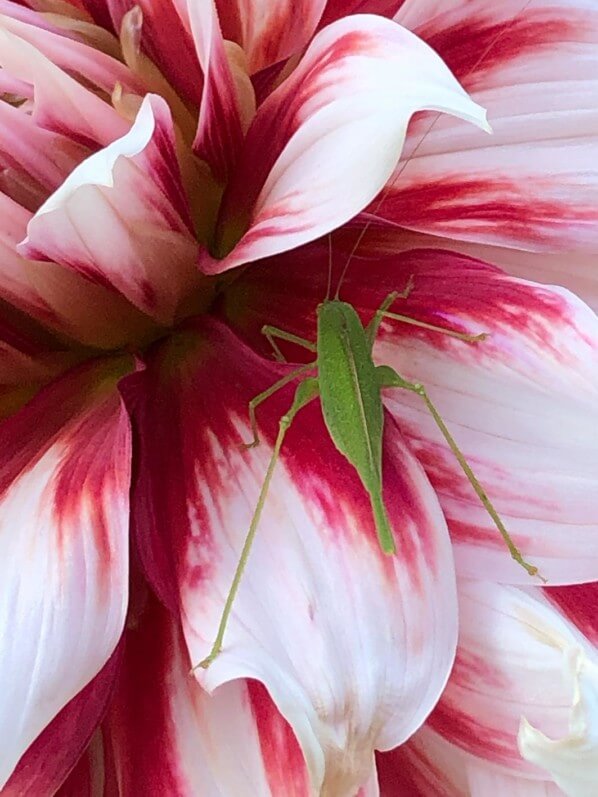 Lire la suite à propos de l’article Sauterelle verte sur dahlia