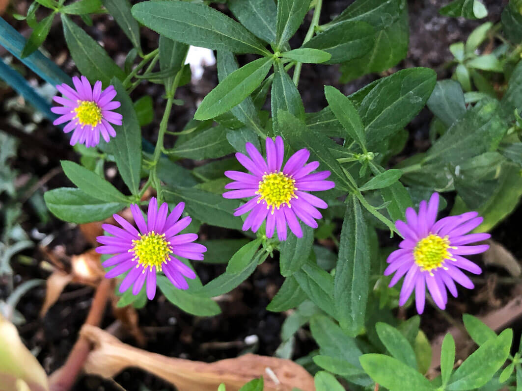 Aster ageratoides 'Ezo Murosaki' en automne sur mon balcon parisien, Paris 19e (75)