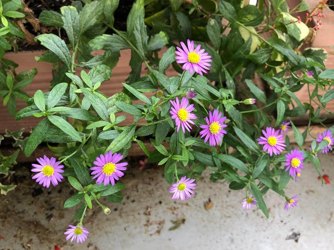 Aster ageratoides 'Ezo Murosaki' en automne sur mon balcon parisien, Paris 19e (75)