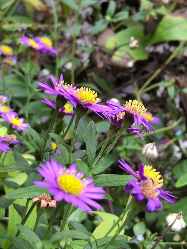 Aster ageratoides 'Ezo Murosaki' en automne sur mon balcon parisien, Paris 19e (75)