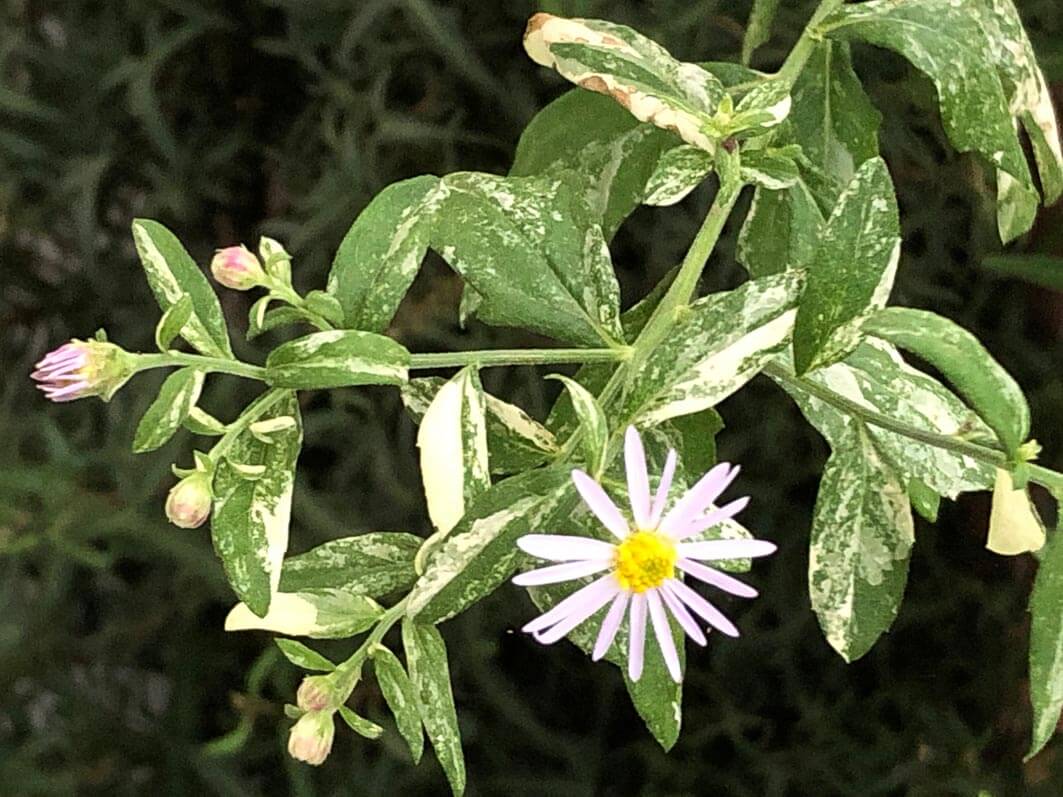 Aster ovatus 'Hakikomi Fu' en début d'automne sur mon balcon parisien, Paris 19e (75)