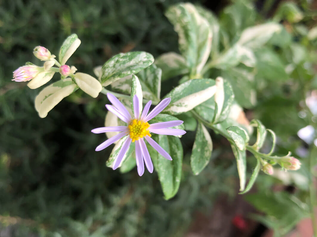 Aster ovatus 'Hakikomi Fu' en début d'automne sur mon balcon parisien, Paris 19e (75)